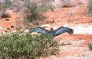 Vulture